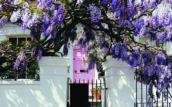 Blossoming wisteria tree covering up a facade of a house in Notting Hill, London on a bright sunny day